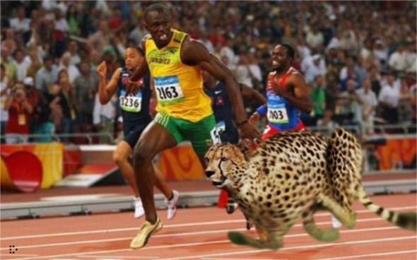 Usain-Bolt-vs-guepardo