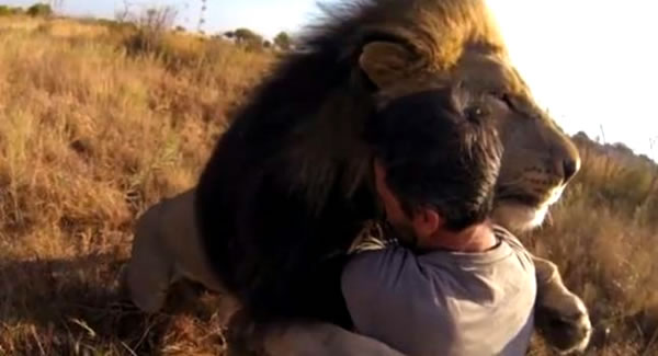 Kevin Richardson, el hombre que ‘susurraba’ a los leones Kevin-richardson-amigo-leones