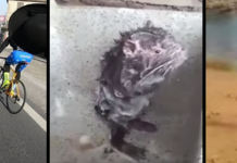 Vídeos virales: el cura ciclista, la abuela de Ronaldinho y la rata duchándose video viral cura bici abuela Ronaldinho rata duchandose