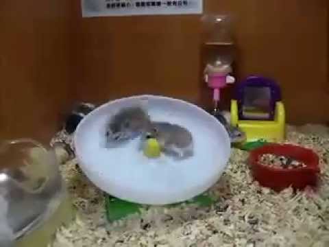 No le des tantas vueltas a las cosas (vídeo con moraleja) hamsters-rueda