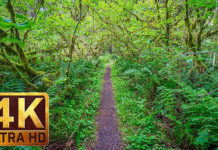 Vídeos HD para correr en cinta o para bici estática Vídeos HD para correr en cinta o para bici estática